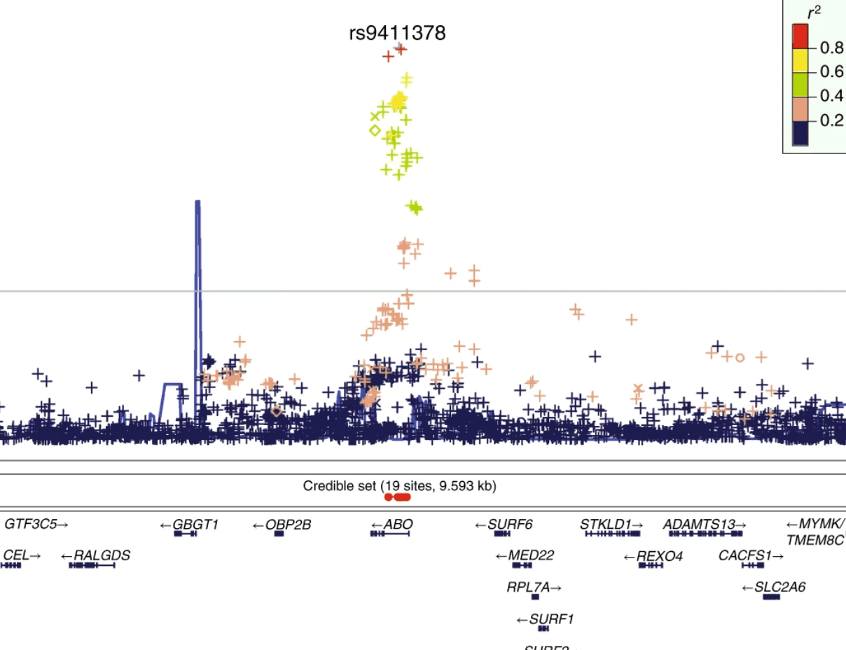 A study of over 1 million 23andMe research participant finds that ABO plays a supportive role in COVID-19 susceptibility and severity, suggesting that blood type O is protective unlike non-O blood types