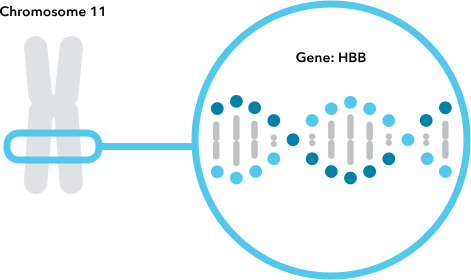 Sickle Cell Anemia & Genetics