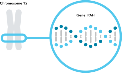 Phenylketonuria and Related Disorders